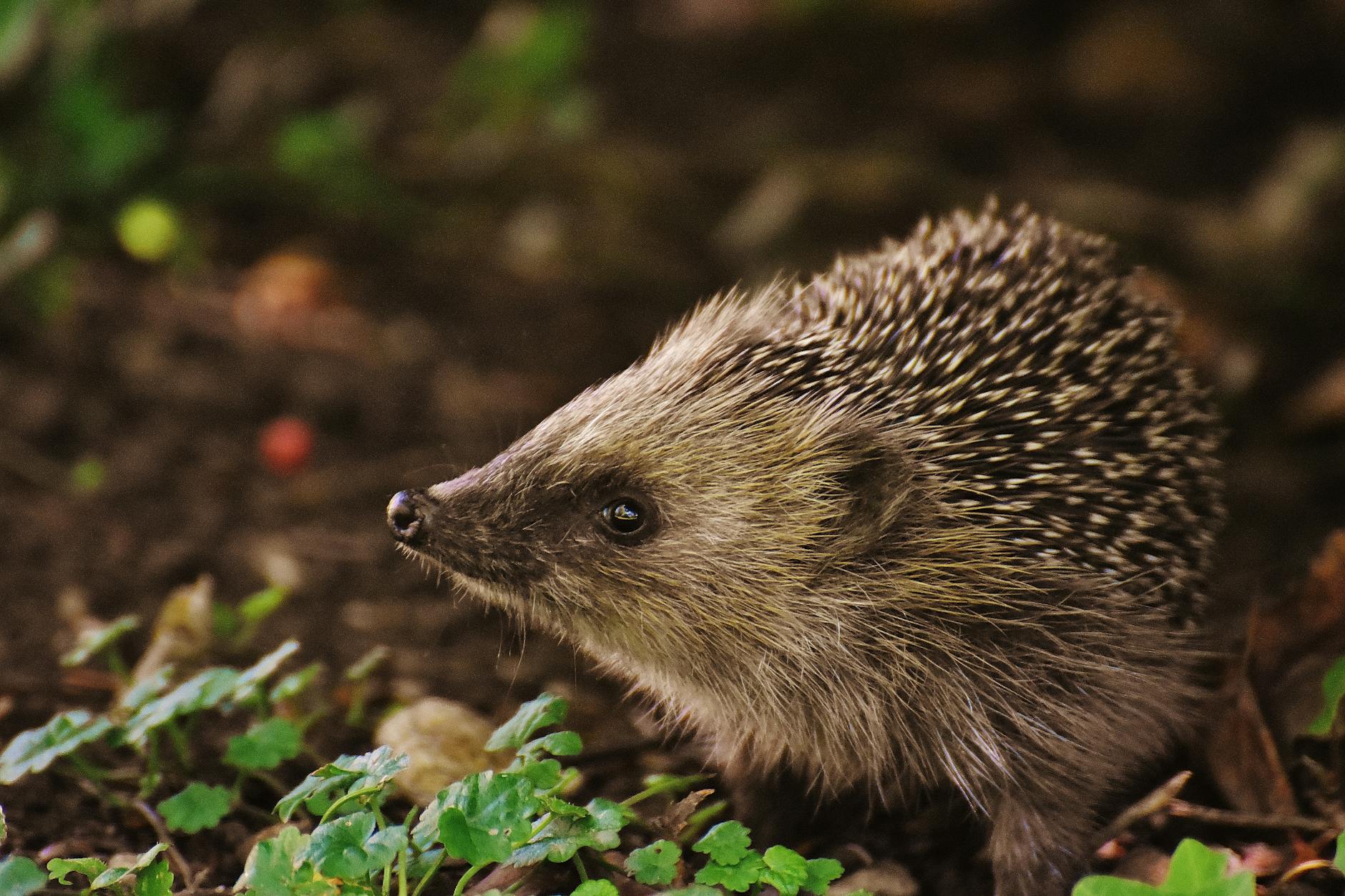 brown and black hedgehog