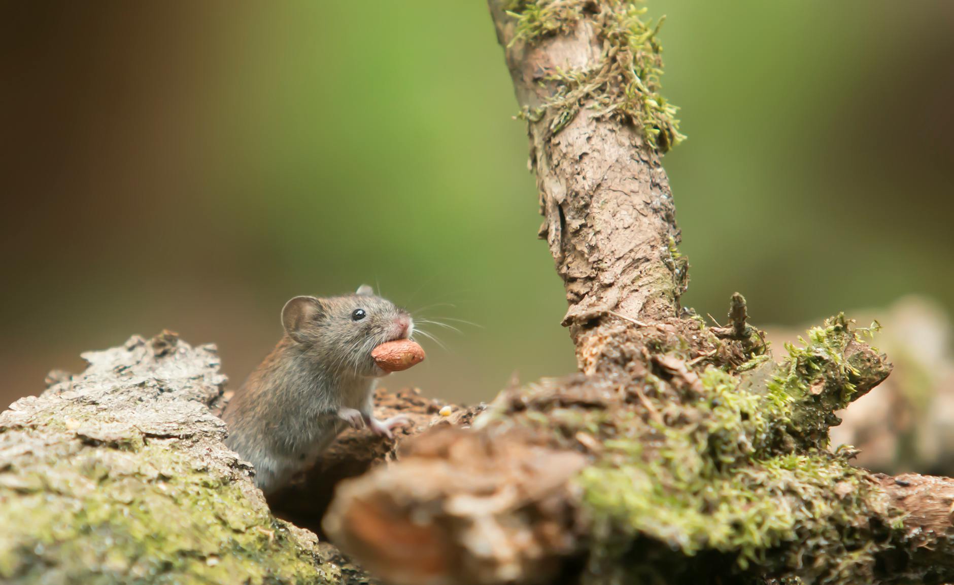 grey mouse carrying food