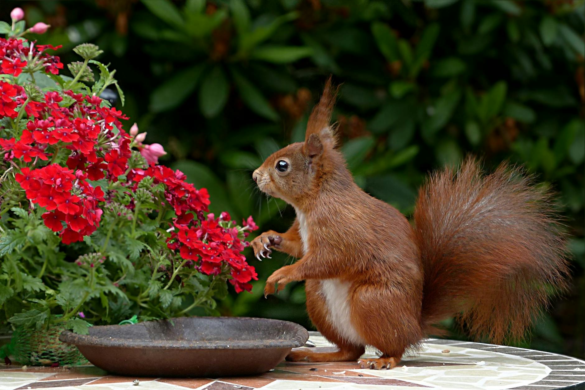 red squirrel on brown table top